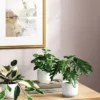 Core Plant Multipack In White Pot - Room Essentials™